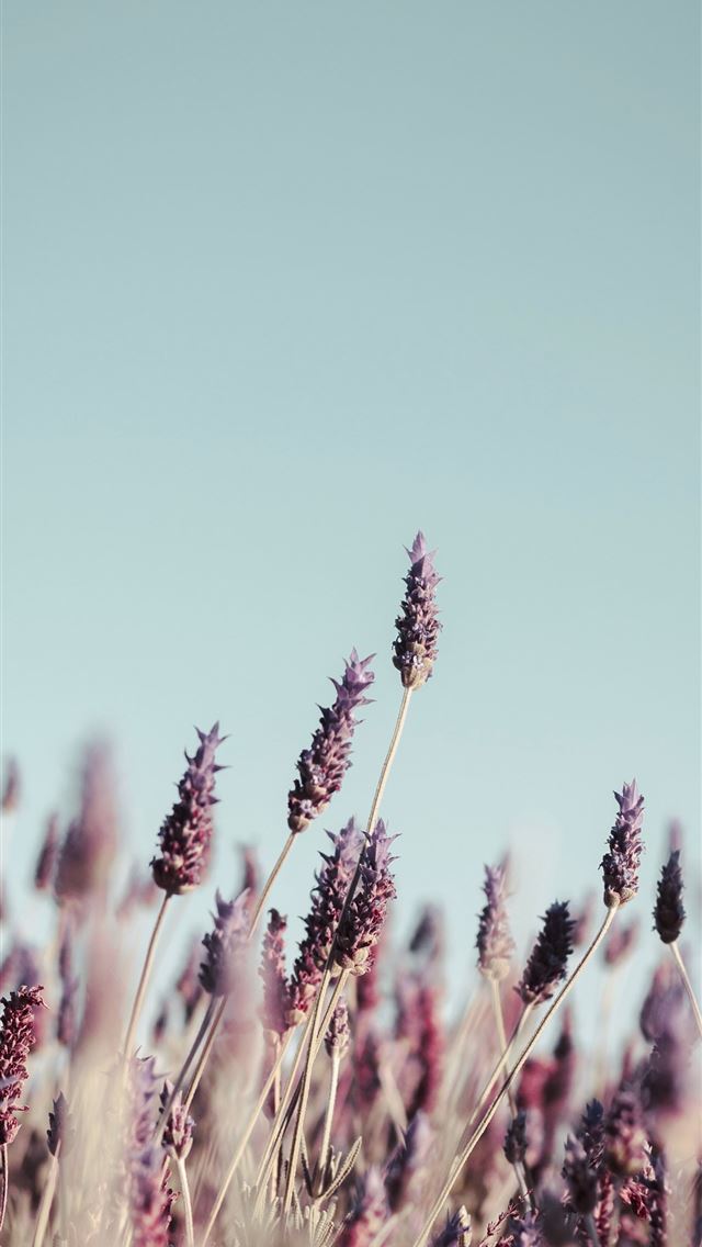 640x1136 purple petaled flower field at daytime - grass iPhone Wallpaper
