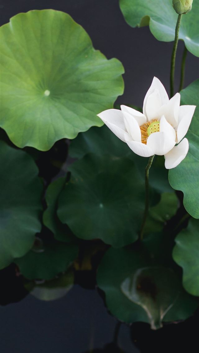 640x1136 white lotus flower - pure iPhone Wallpaper