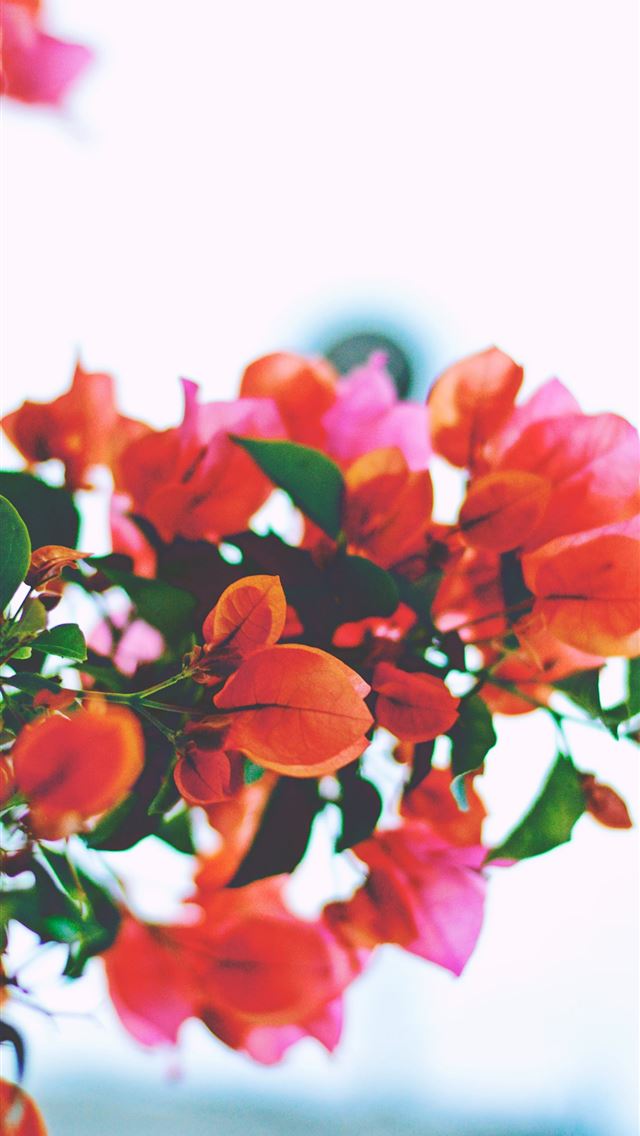 640x1136 closeup photography of orange bougainvillea flower... - mexico iPhone Wallpaper