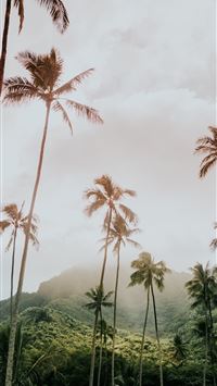 coconut trees during day wallpaper