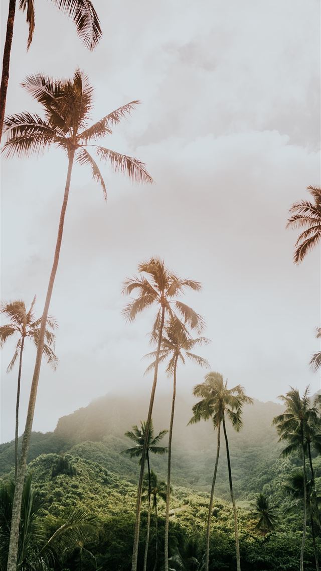 640x1136 coconut trees during day - hawaii iPhone Wallpaper