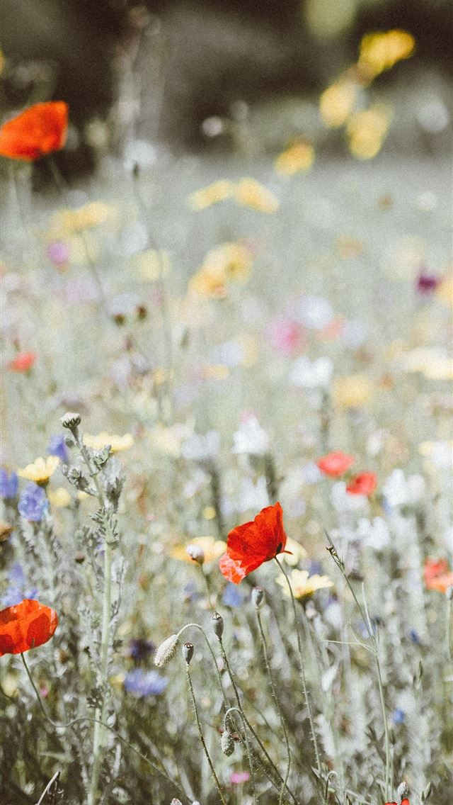 640x1136 selective focus photography of red petaled flower - united kingdom iPhone Wallpaper