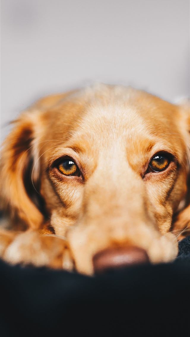 640x1136 selective focus photography of dog lying on ground - london iPhone Wallpaper