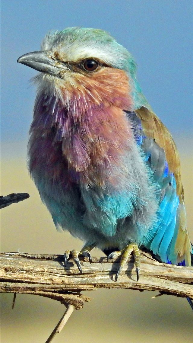 640x1136 shallow focus photography of multi colored bird - macro iPhone Wallpaper