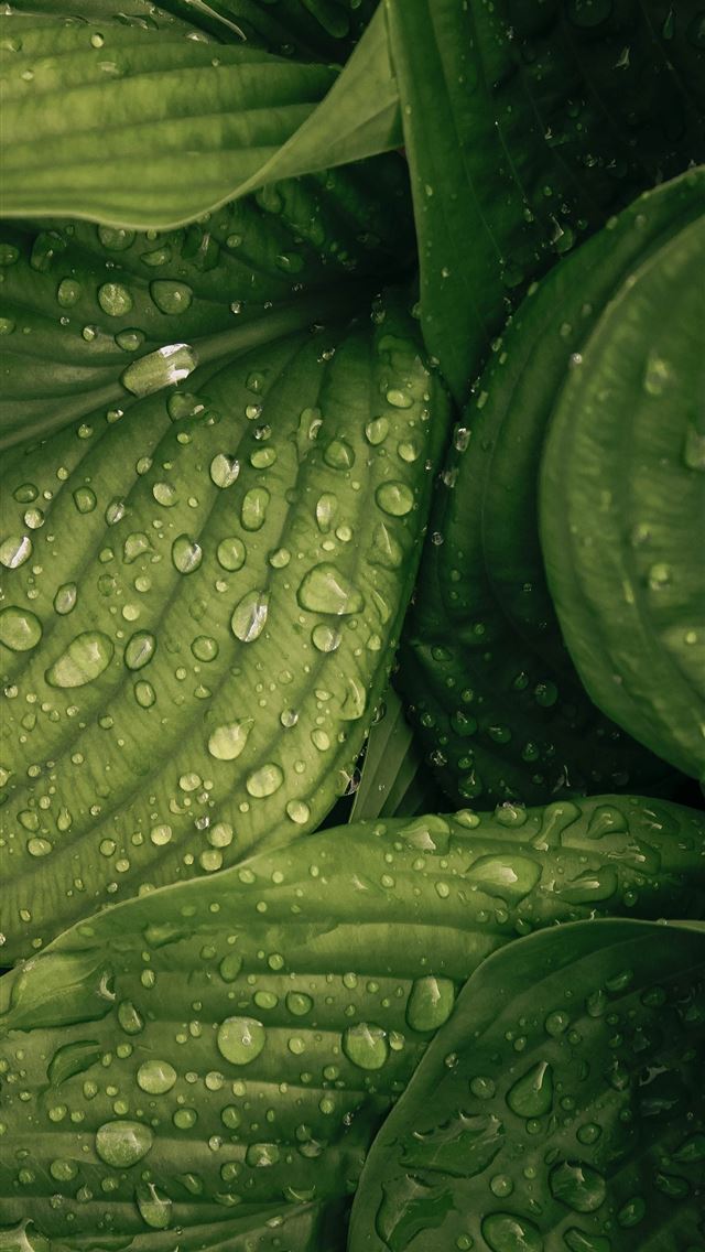 640x1136 water drop on green plant - leaf iPhone Wallpaper