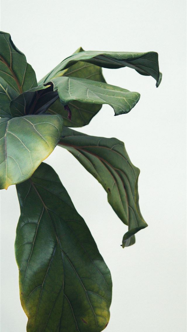 640x1136 green leafed plant during daytime - modern iPhone Wallpaper