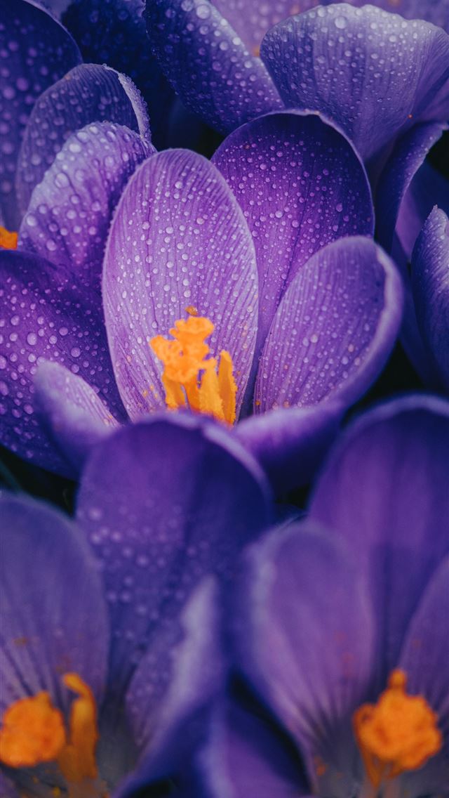 purple crocus flower in bloom close up photo iPhone wallpaper 
