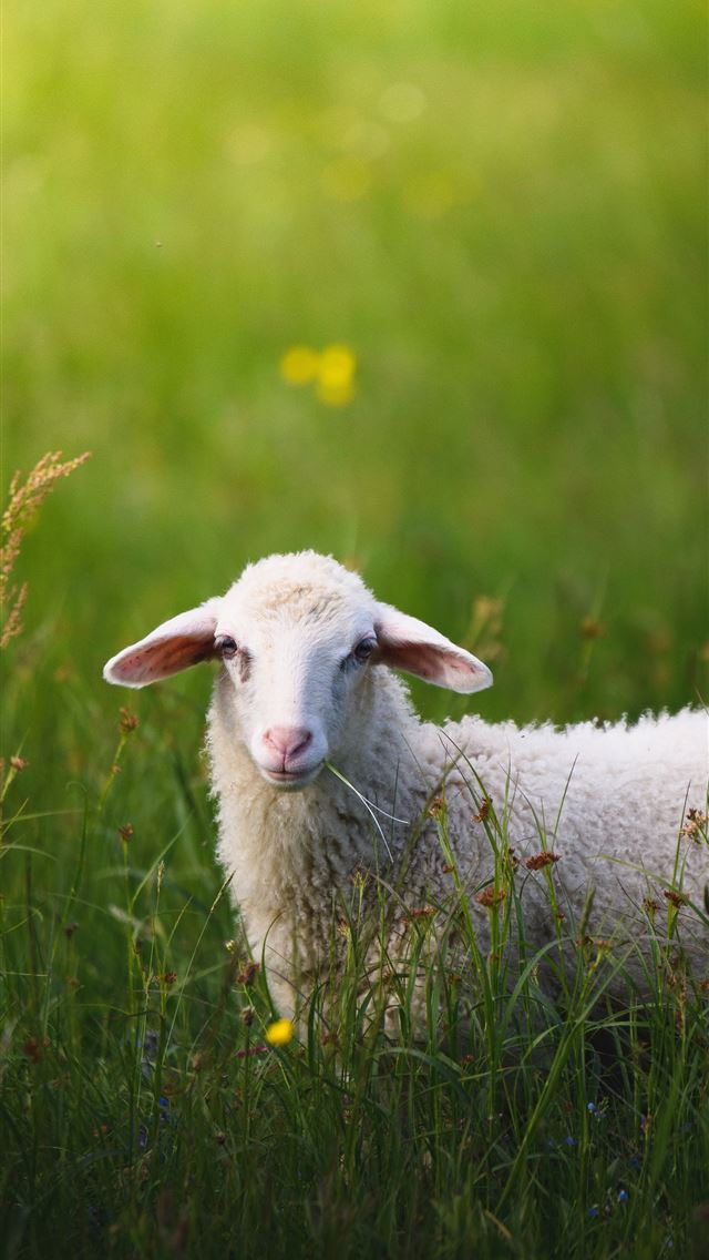 640x1136 sheep on grass field - slovenia iPhone Wallpaper
