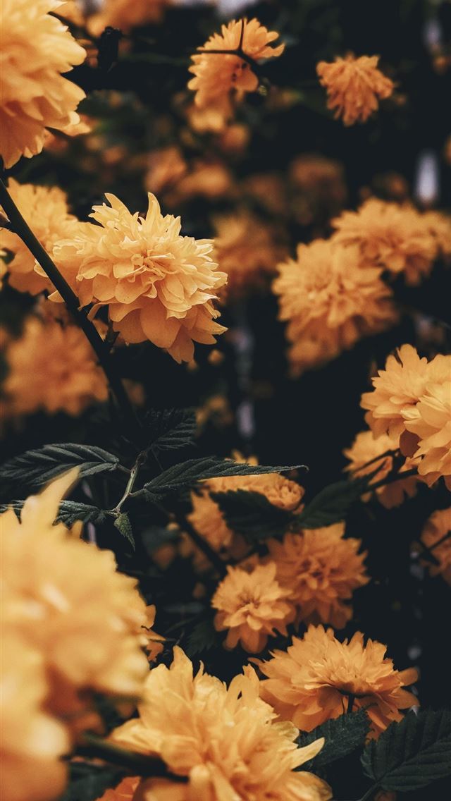 640x1136 yellow flower with green leaf - germany iPhone Wallpaper