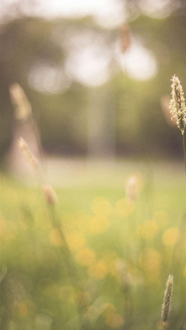 640x1136 wheat in shallow focus photography - manchester iPhone Wallpaper