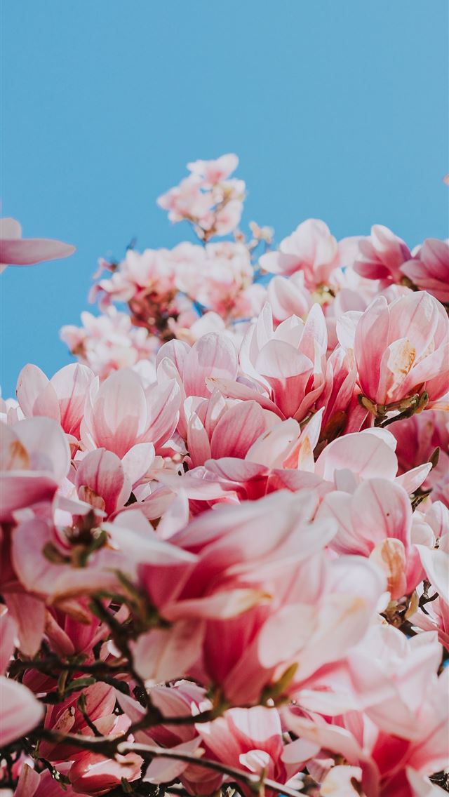 640x1136 pink flowers under blue sky during daytime - spring iPhone Wallpaper