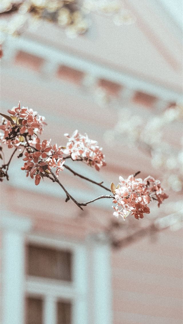 640x1136 pink flowers in shallow focus shot - spring iPhone Wallpaper