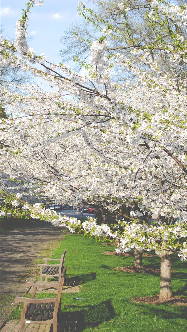 640x1136 white petaled flowers during daytime - spring iPhone Wallpaper