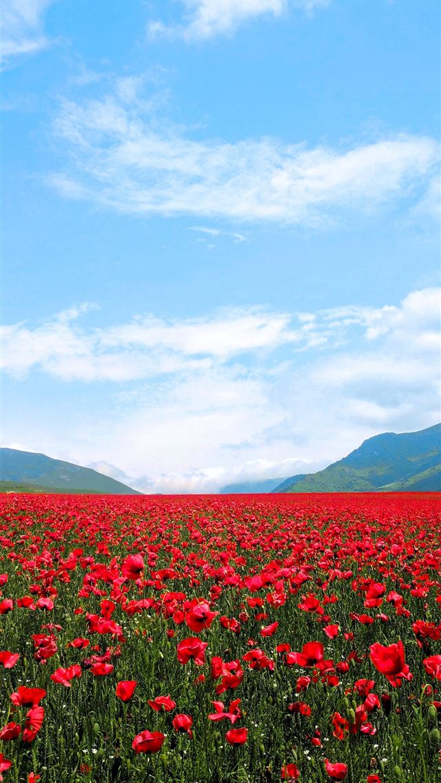 640x1136 red flower field - armenia iPhone Wallpaper