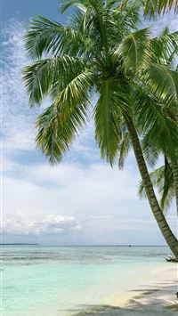 palm tree near seashore wallpaper