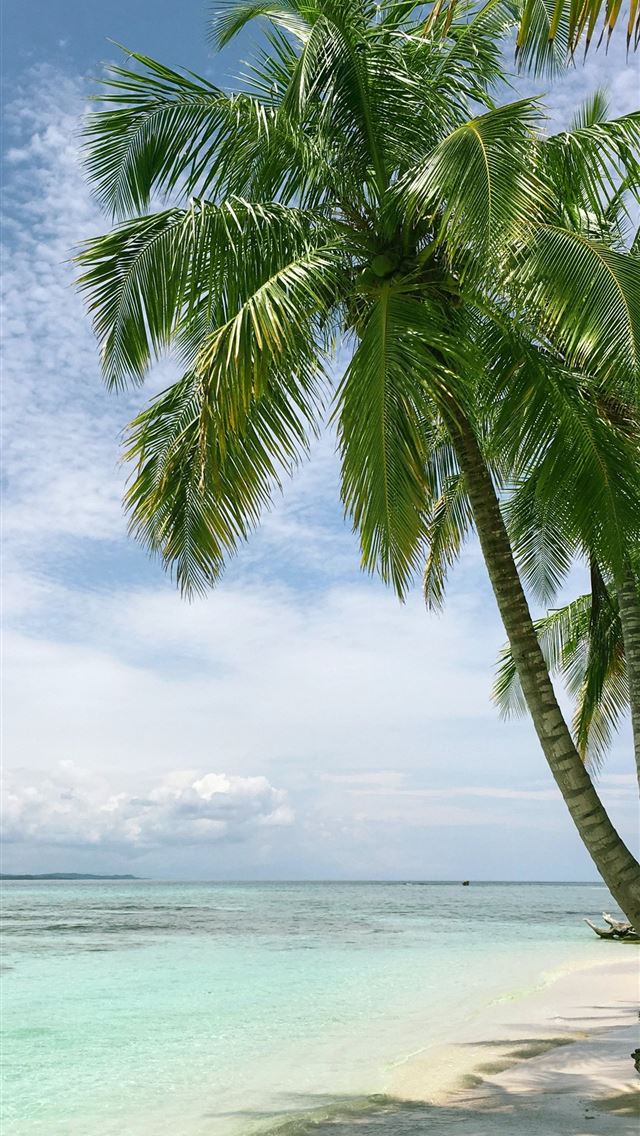 640x1136 palm tree near seashore - panama iPhone Wallpaper