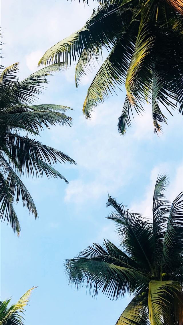 640x1136 low angle photography of palm trees - palm tree iPhone Wallpaper
