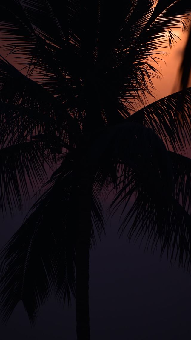 640x1136 palm tree under blue sky during daytime - palm tree iPhone Wallpaper