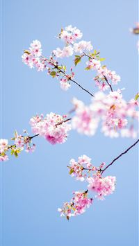 pink flowers tree wallpaper