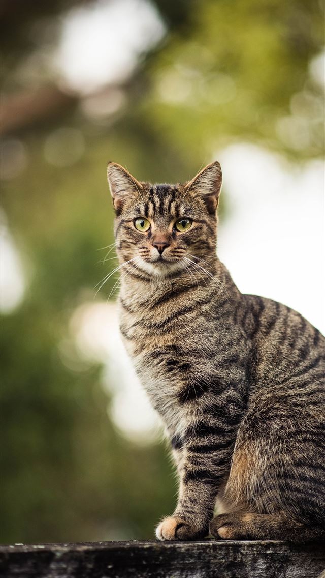 640x1136 brown tabby cat on wooden beam - pc iPhone Wallpaper