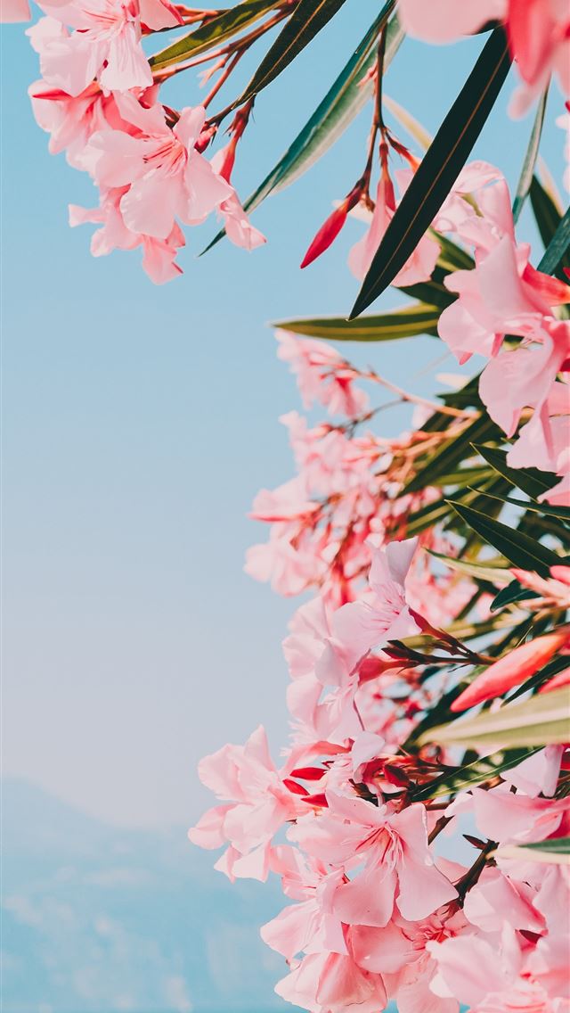 640x1136 pink and white petaled flowers - spring iPhone Wallpaper