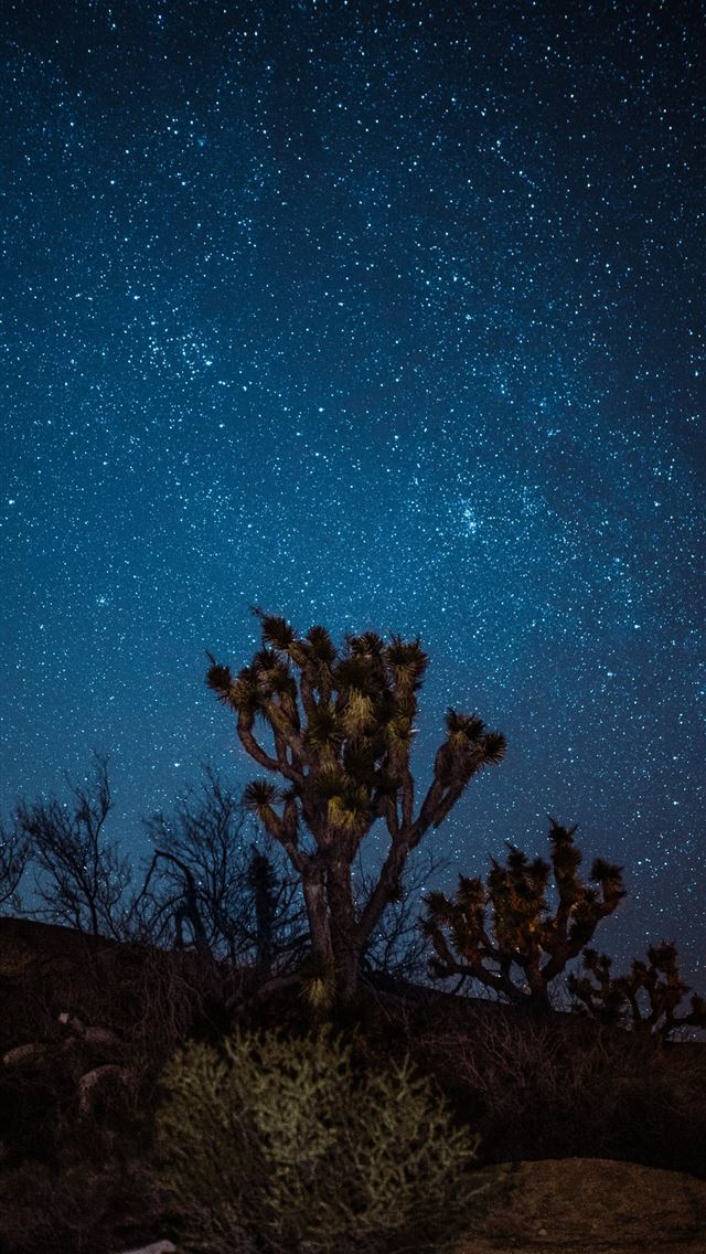 640x1136 brown and green trees at night - spring iPhone Wallpaper