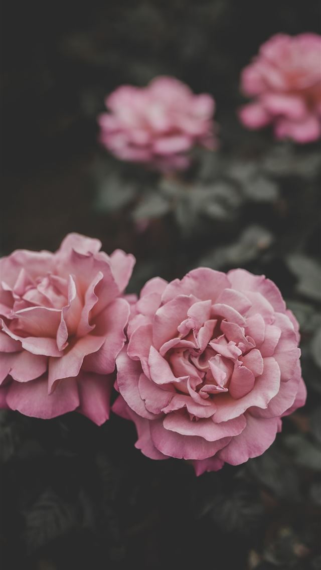 selective focus of two pink petaled flowers iPhone wallpaper 