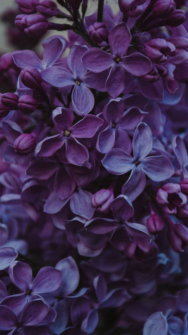 640x1136 shallow focus photo of blue flowers - clouds iPhone Wallpaper