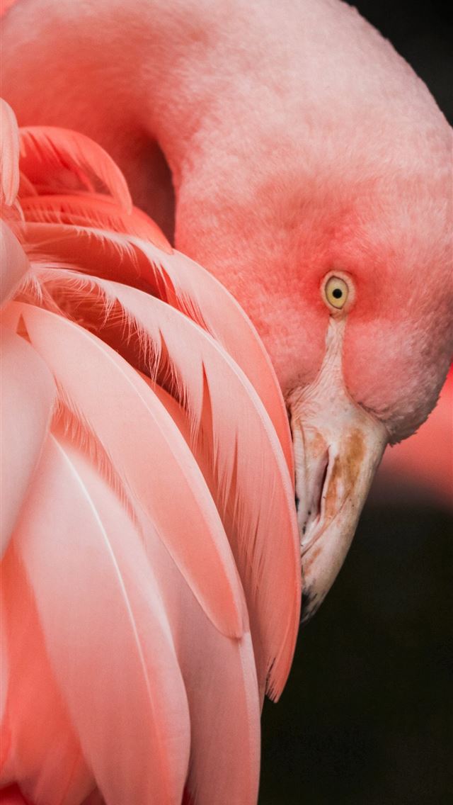 640x1136 close up photography of a pink bird - netherlands iPhone Wallpaper