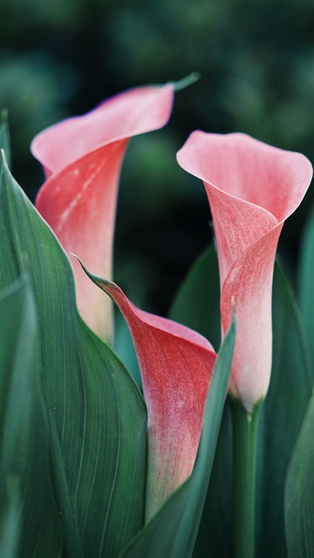 640x1136 selective focus photography of pink petaled flower - pink iPhone Wallpaper
