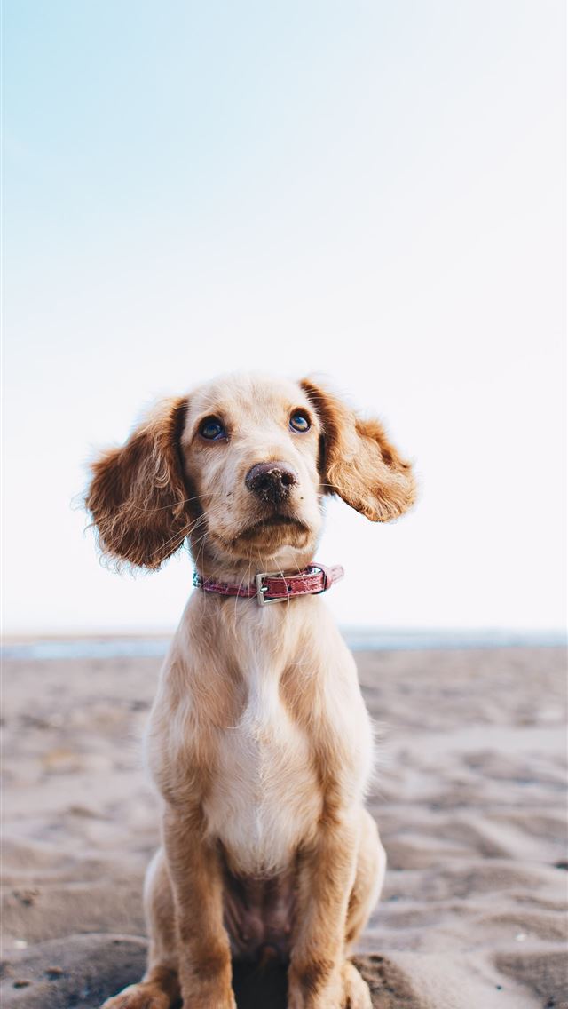 640x1136 Cockerpoo - united kingdom iPhone Wallpaper