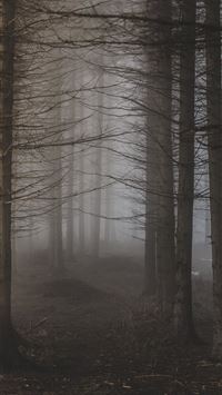 trees surrounded with fogs wallpaper
