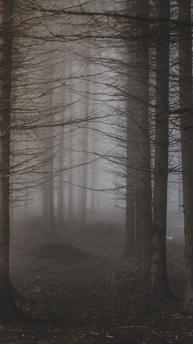 640x1136 trees surrounded with fogs - serbia iPhone Wallpaper