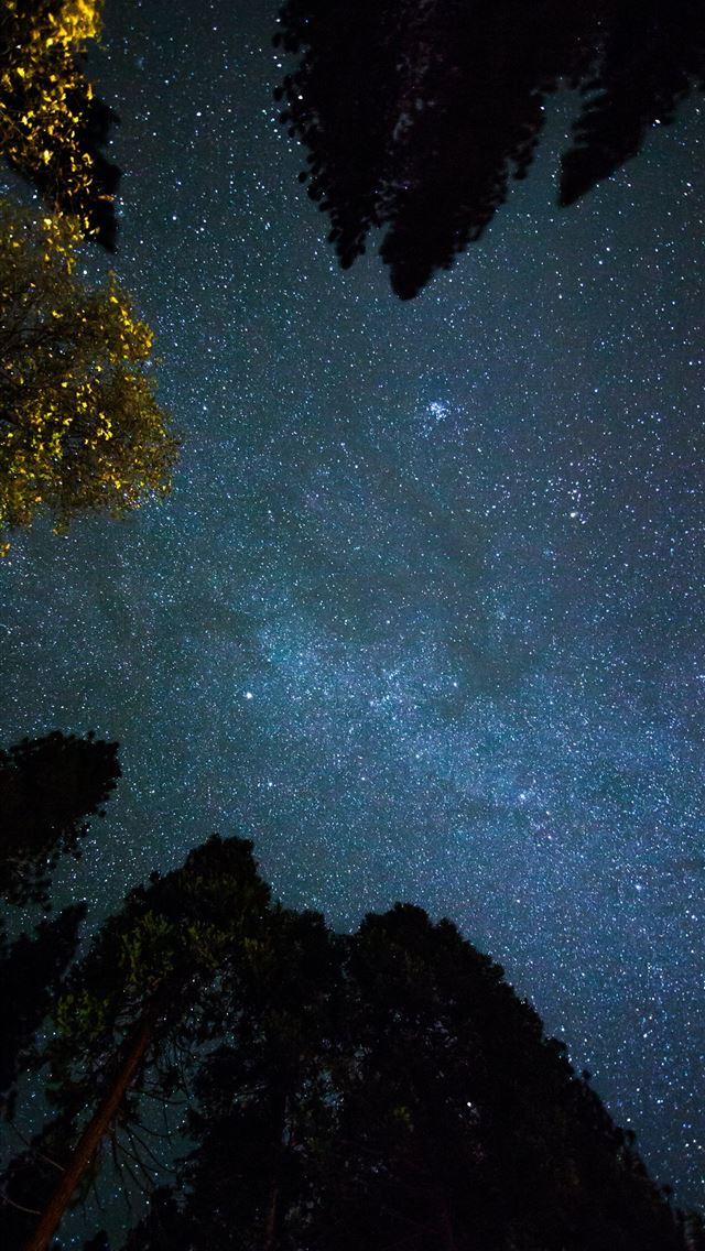 bottom view shot of trees under starry sky iPhone wallpaper 