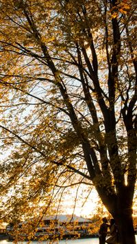 couple under brown tree during sunset wallpaper