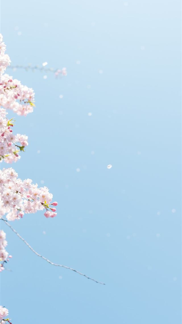 640x1136 cherry blossom under blue sky - tree iPhone Wallpaper