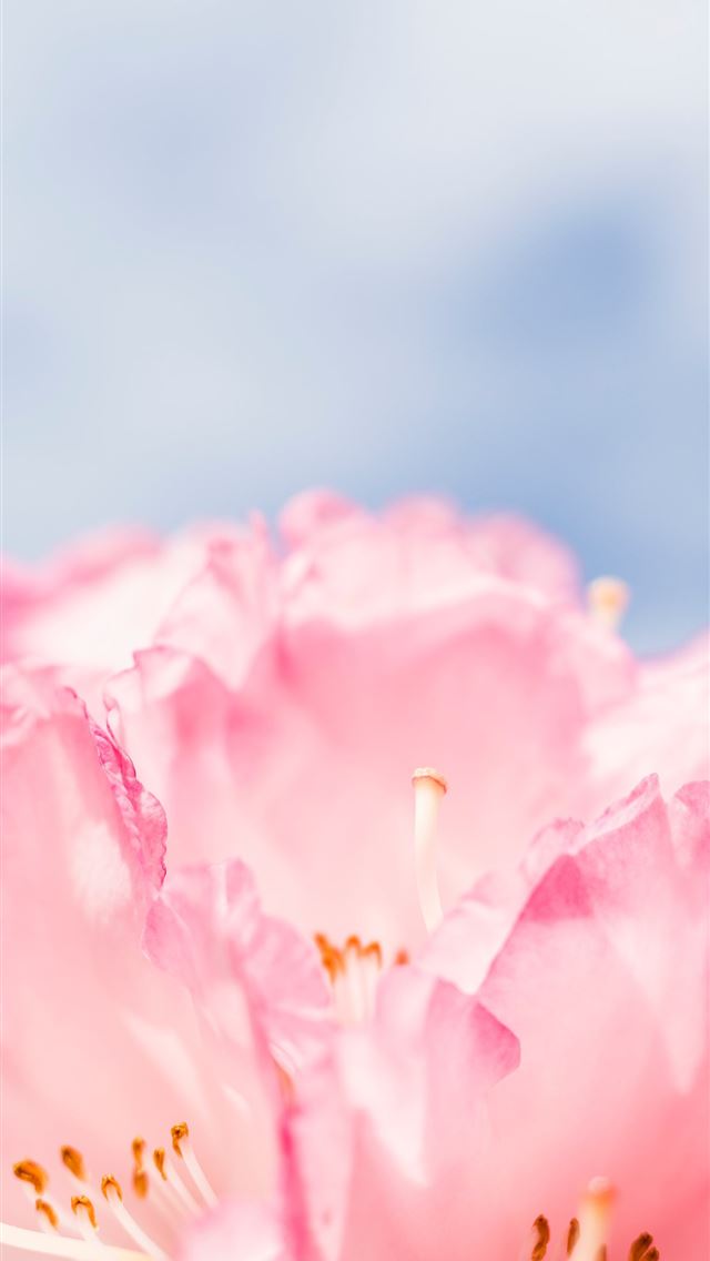 640x1136 pink flower - macro iPhone Wallpaper