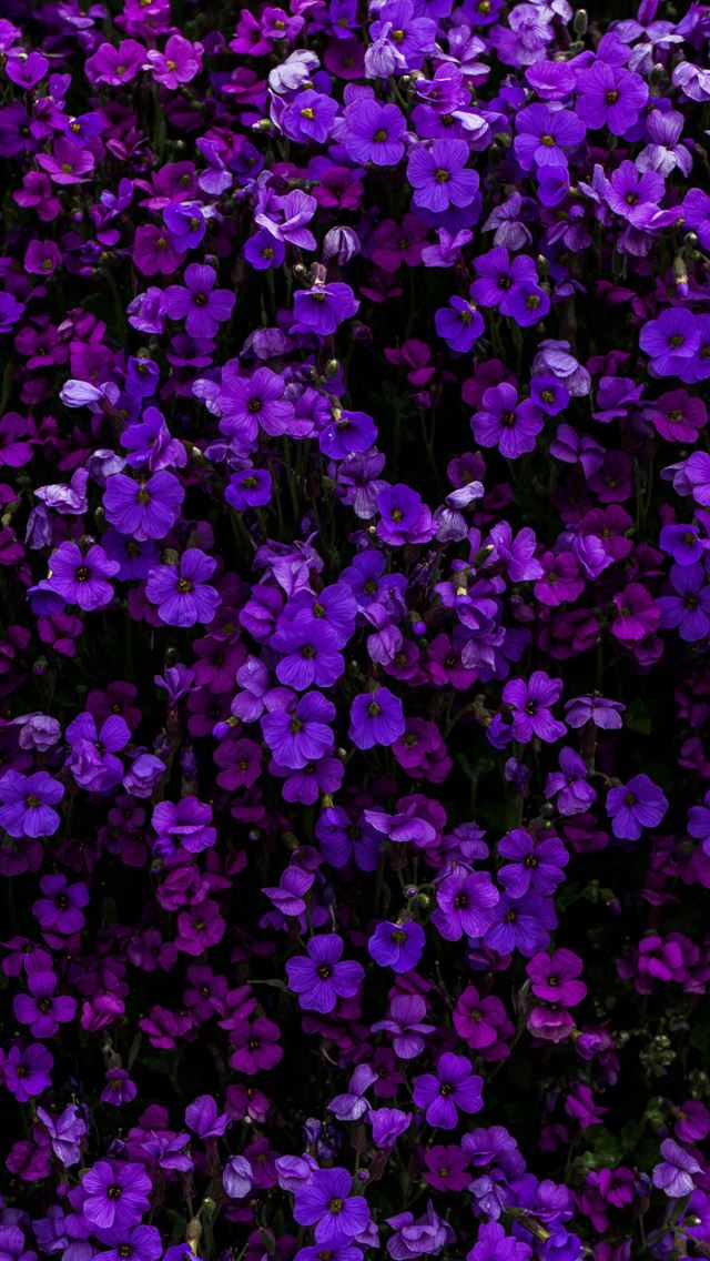 640x1136 purple petaled flower - purple iPhone Wallpaper