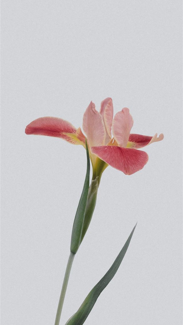 640x1136 pink petaled flower - simple iPhone Wallpaper