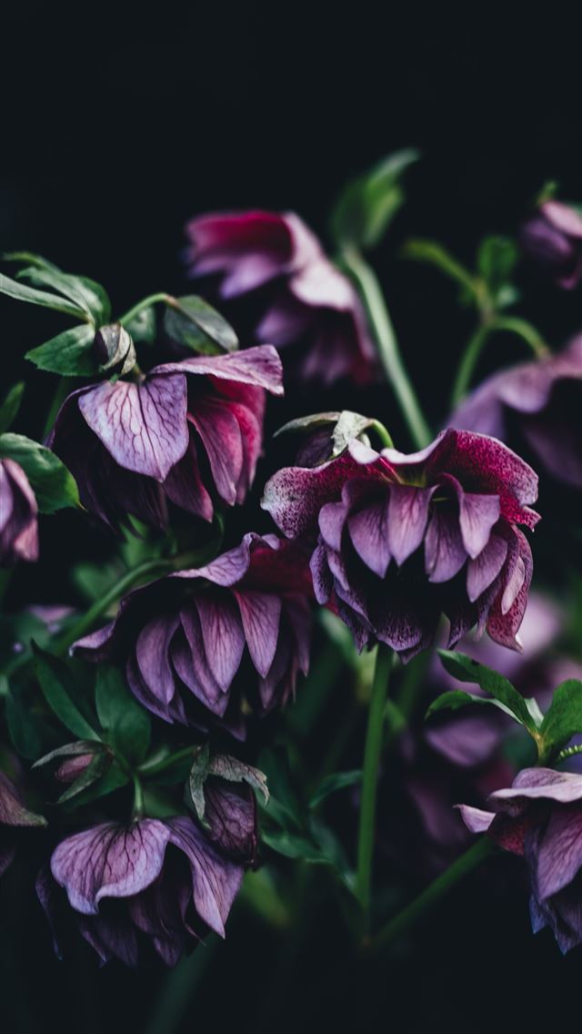 640x1136 shallow focus photography of purple flower - dark (black) iPhone Wallpaper