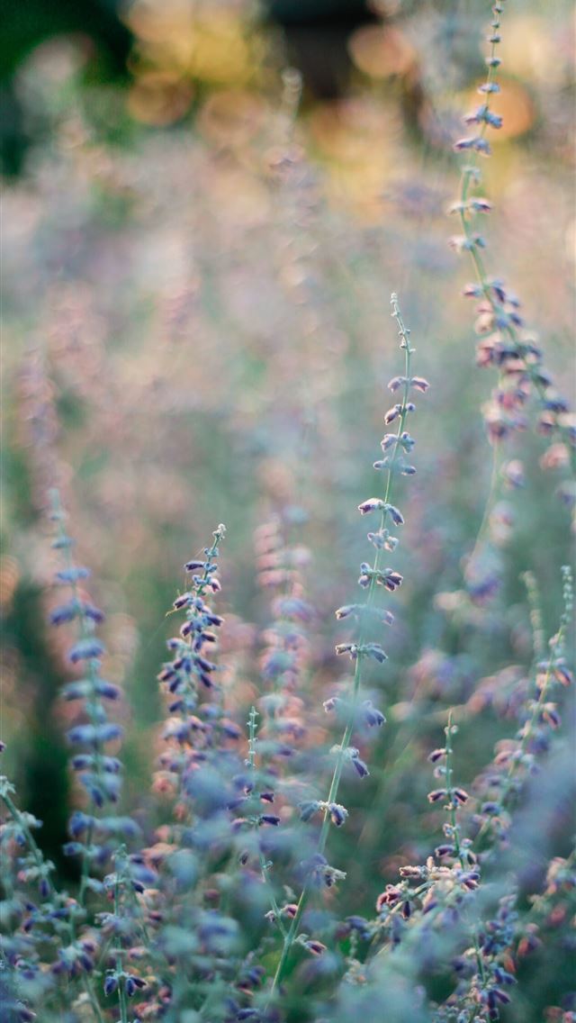 640x1136 purple flowers - spring iPhone Wallpaper