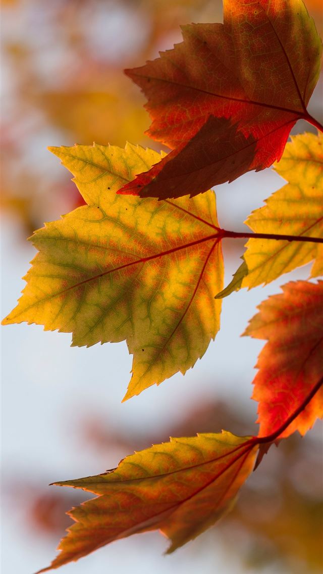 640x1136 selective focus photography of orange leaves - fall iPhone Wallpaper