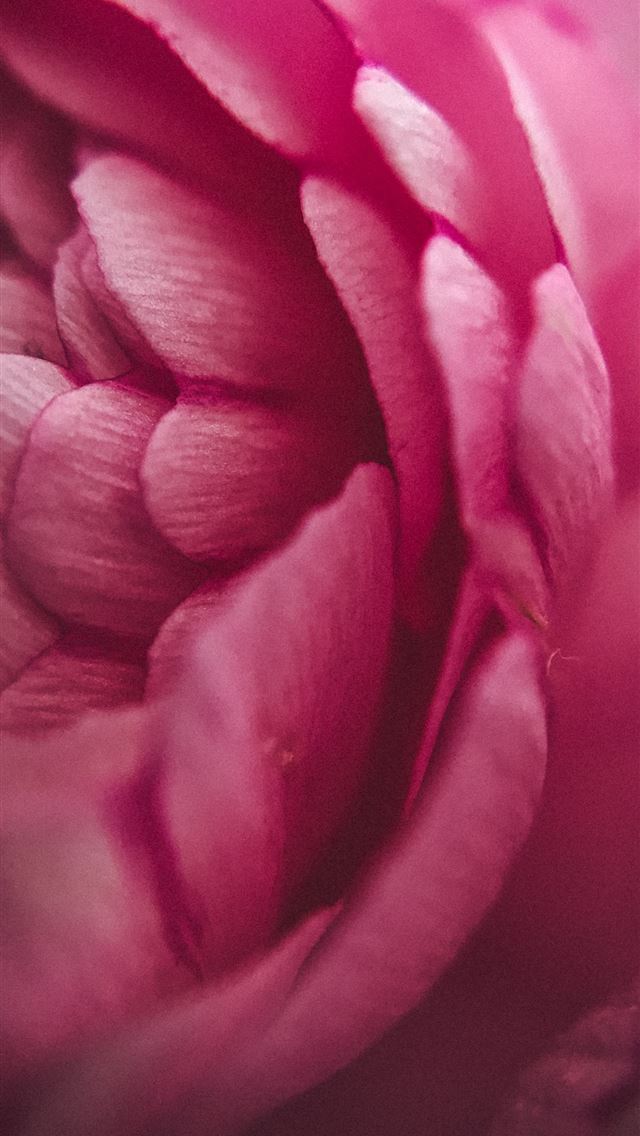 640x1136 person showing purple flower petals - macro iPhone Wallpaper