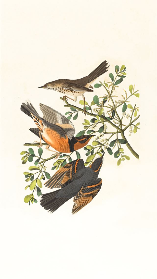 640x1136 brown and black bird on green plant - vintage iPhone Wallpaper