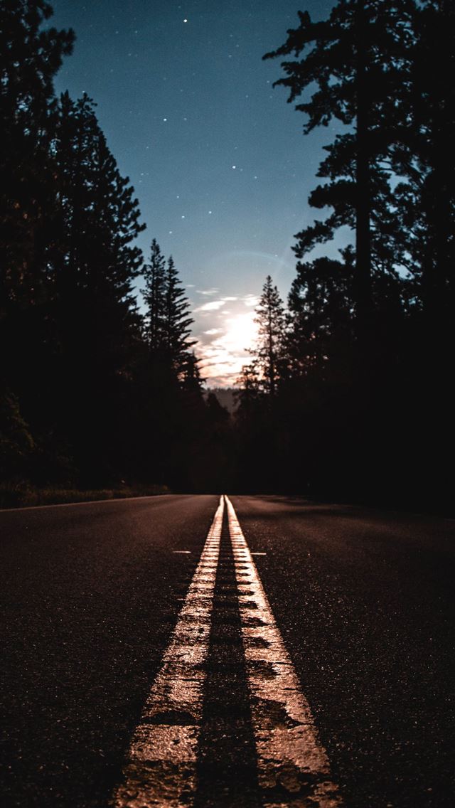 1284x2778 asphalt road between pine trees - trees iPhone Wallpaper