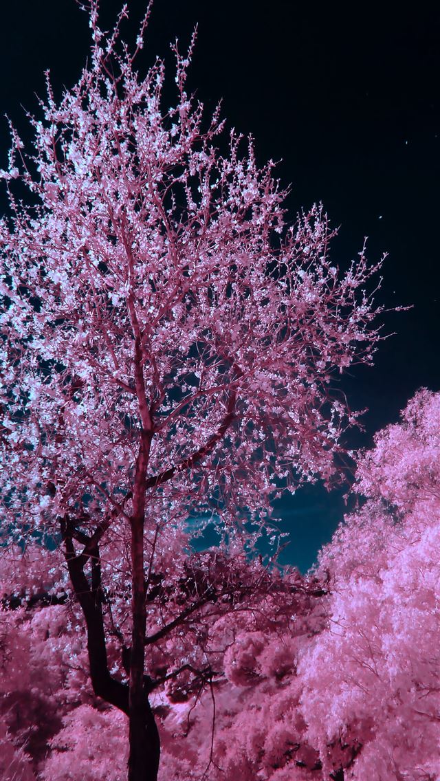 1284x2778 pink and brown cherry blossom tree during nighttim... - spain iPhone Wallpaper