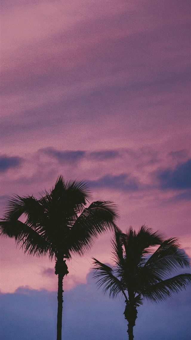 1284x2778 silhouette of tree during sunset - trees iPhone Wallpaper
