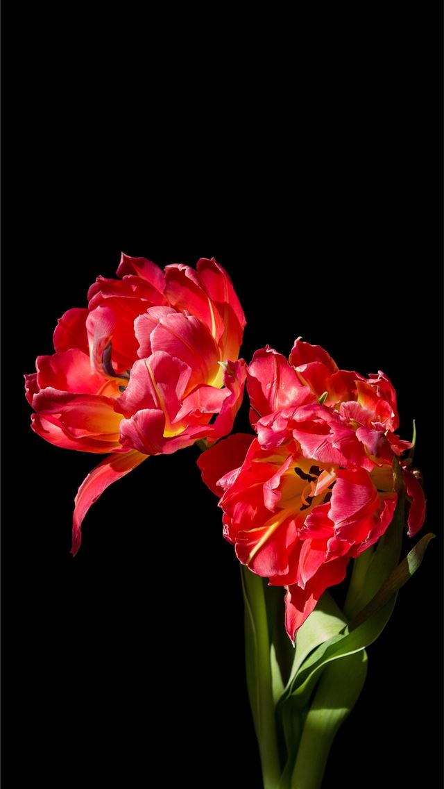1284x2778 Amoled Flower teahub io - amoled iPhone Wallpaper