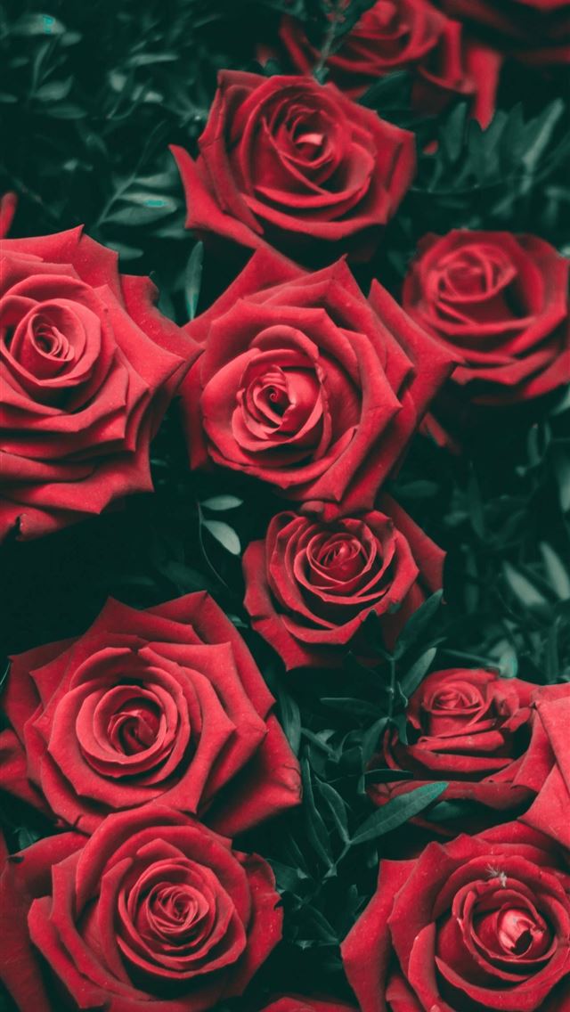 1284x2778 24 Goth Aesthetic on afari - aesthetic iPhone Wallpaper