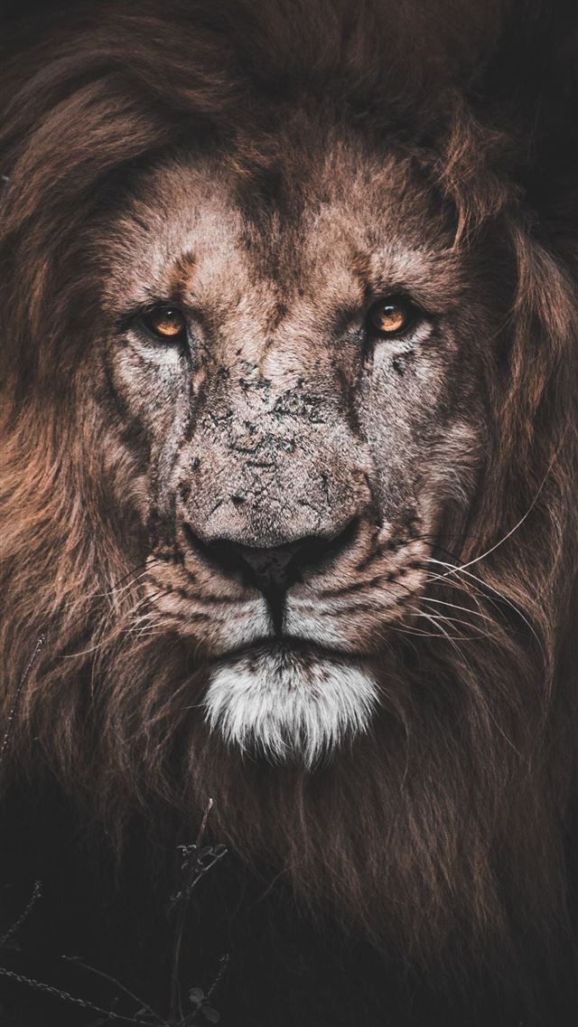 1284x2778 Full HD Lion Top Free Full HD Lion Backgrounds Acc... - lion iPhone Wallpaper